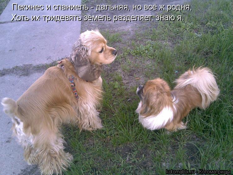 Котоматрица: Пекинес и спаниель - дальняя, но всё ж родня, Пекинес и спаниель - дальняя, но всё ж родня, Хоть их тридевять земель разделяет, знаю я.