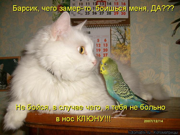 Котоматрица: Барсик, чего замер-то, боишься меня, ДА??? Не бойся, в случае чего, я тебя не больно в нос КЛЮНУ!!!