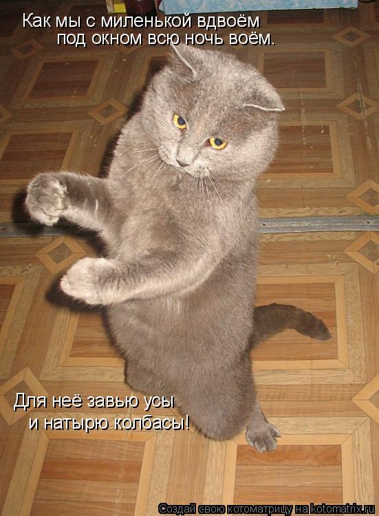 Котоматрица: Как мы с миленькой вдвоём под окном всю ночь воём. Для неё завью усы и натырю колбасы!