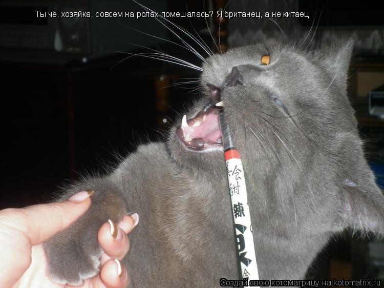 Котоматрица: Ты чё, хозяйка, совсем на ролах помешалась? Я британец, а не китаец