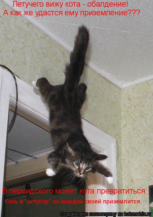 Котоматрица: А как же удастся ему приземление??? Летучего вижу кота - обалдение! В персидского может кота превратиться, Коль в "штопор" он мордой своей при