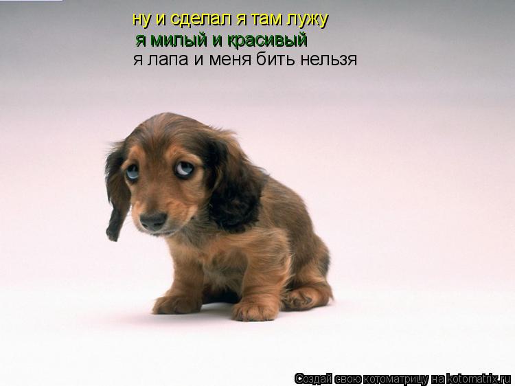 Котоматрица: ну и сделал я там лужу я милый и красивый  я лапа и меня бить нельзя
