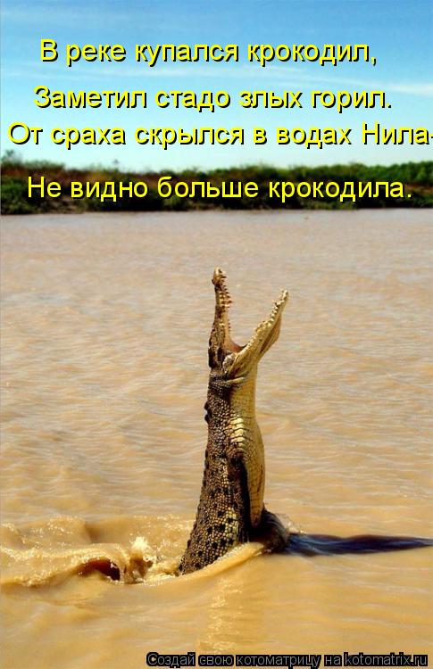 Котоматрица: Не видно больше крокодила. От сраха скрылся в водах Нила- Заметил стадо злых горил. В реке купался крокодил,