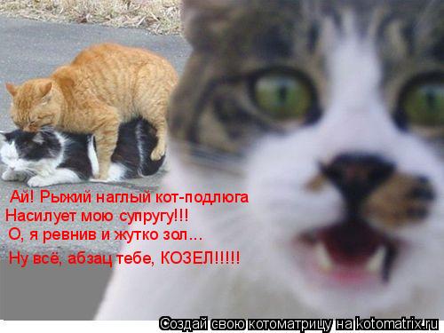 Котоматрица: Ай! Рыжий наглый кот-подлюга Насилует мою супругу!!! О, я ревнив и жутко зол... Ну всё, абзац тебе, КОЗЕЛ!!!!!