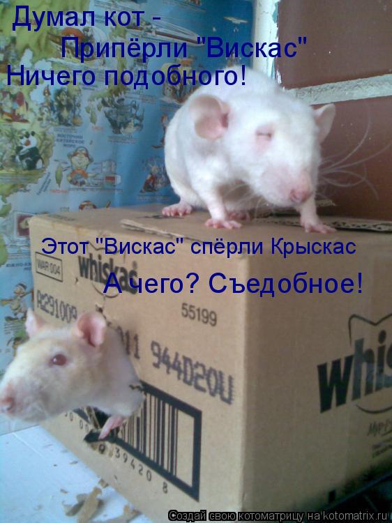 Котоматрица: Думал кот -  Припёрли "Вискас" Ничего подобного! Этот "Вискас" спёрли Крыскас А чего? Съедобное!