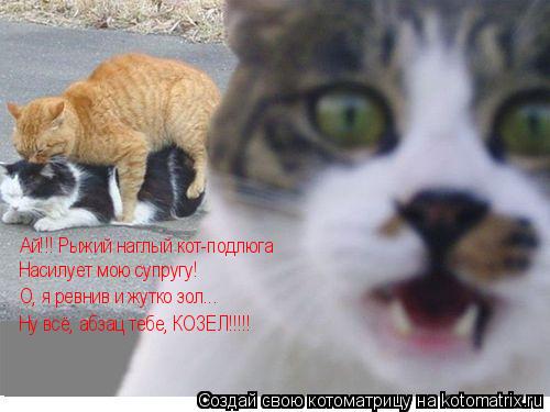 Котоматрица: Ай!!! Рыжий наглый кот-подлюга Насилует мою супругу! О, я ревнив и жутко зол... Ну всё, абзац тебе, КОЗЕЛ!!!!!