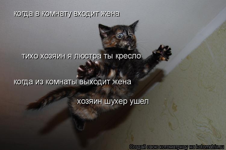 Котоматрица: когда в комнату входит жена тихо хозяин я люстра ты кресло когда из комнаты выходит жена  хозяин шухер ушел
