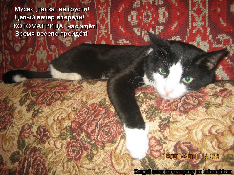 Котоматрица: Мусик ,лапка, не грусти! Целый вечер впереди! Время весело пройдёт! КОТОМАТРИЦА  нас ждёт!