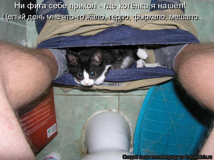 Котоматрица: Ни фига себе прикол - где котёнка я нашёл! Целый день мне что-то жало, тёрло, фыркало, мешало... Целый день мне что-то жало, тёрло, фыркало, мешал