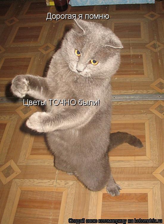 Котоматрица: Дорогая я помню Цветы ТОЧНО были!