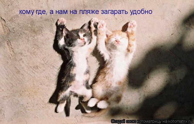 Котоматрица: кому где, а нам на пляже загарать удобно