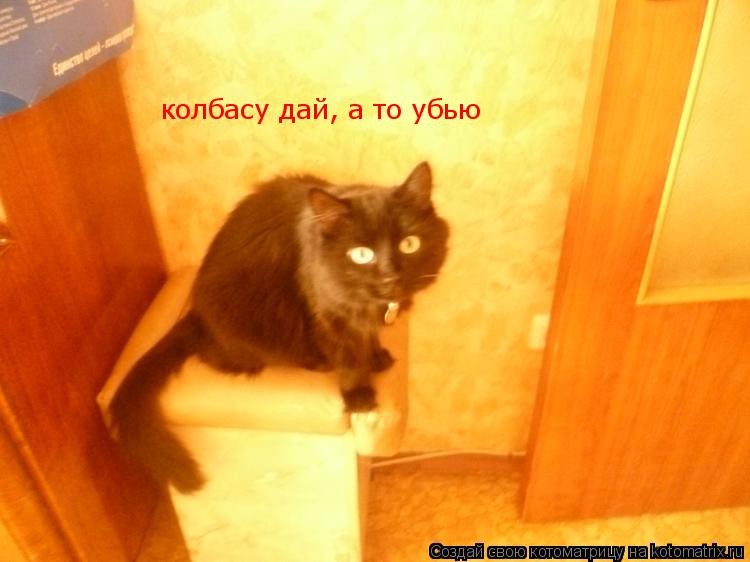 Котоматрица: колбасу дай, а то убью
