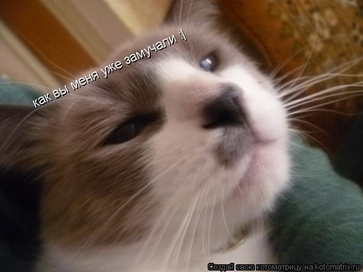 Котоматрица: как вы меня уже замучали :|