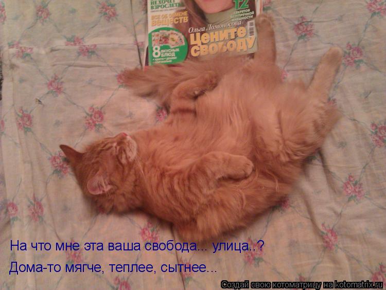 Котоматрица: На что мне эта ваша свобода... улица..? Дома-то мягче, теплее, сытнее...