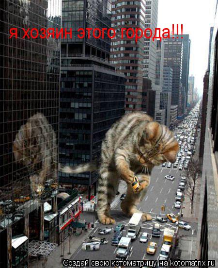 я хозяин этого города!!!... Котоматрица: я хозяин этого города!!!