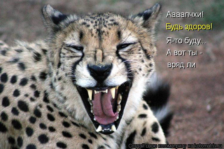 Котоматрица: Аааапчхи! Будь здоров! Я-то буду... А вот ты - вряд ли