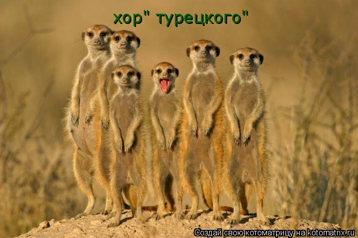 Котоматрица: хор" турецкого"