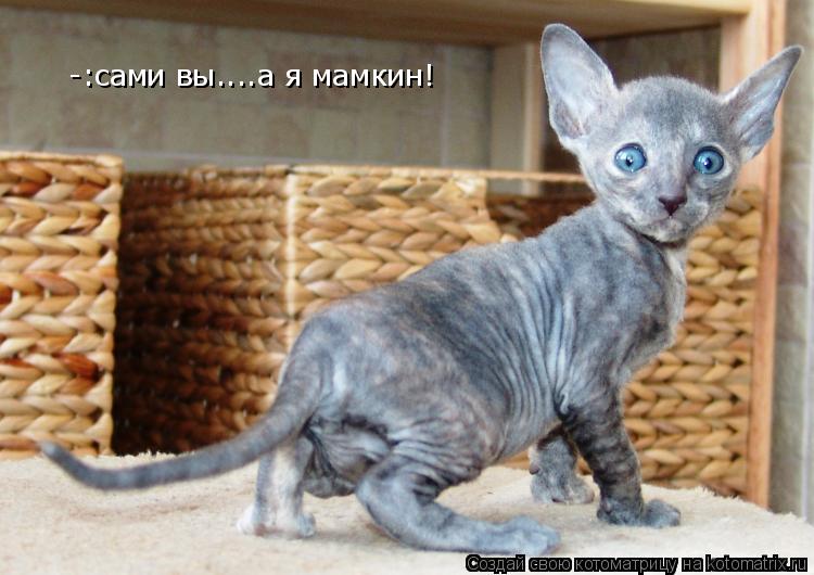 Котоматрица: -:сами вы....а я мамкин!