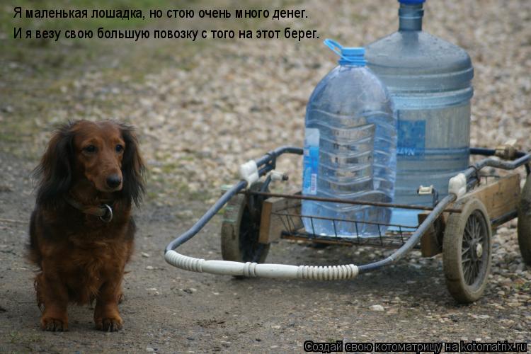 Котоматрица: Я маленькая лошадка, но стою очень много денег. И я везу свою большую повозку с того на этот берег. И я везу свою большую повозку с того на это