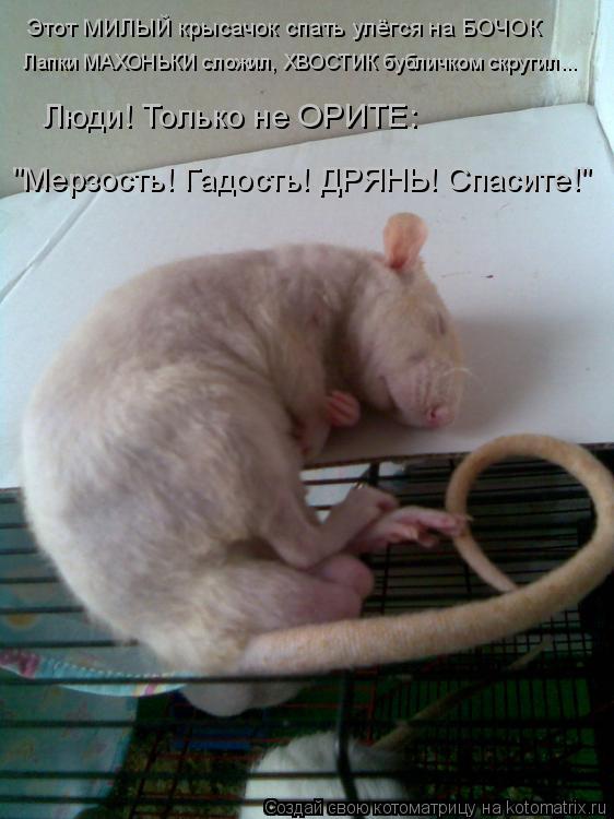 Котоматрица: Этот МИЛЫЙ крысачок спать улёгся на БОЧОК Лапки МАХОНЬКИ сложил, ХВОСТИК бубличком скрутил... Люди! Только не ОРИТЕ: "Мерзость! Гадость! ДРЯН
