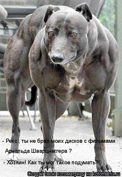 Котоматрица: Арнольда Шварцнеггера ?  - Хозяин! Как ты мог такое подумать?!  - Рекс , ты не брал моих дисков с фильмами