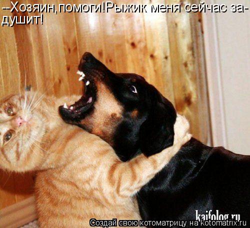 Котоматрица: --Хозяин,помоги!Рыжик меня сейчас за- душит!