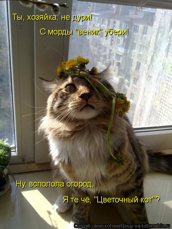 Котоматрица: Ну, всполола огород, Я те чё, "Цветочный кот"? Ты, хозяйка, не дури! С морды "веник" убери!