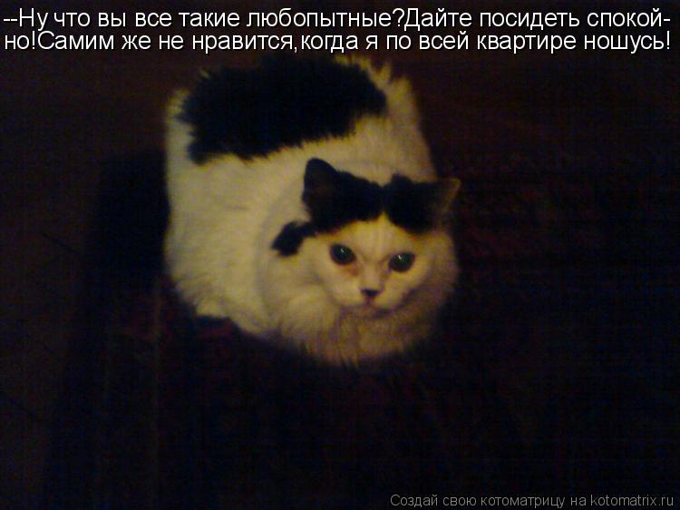 Котоматрица: --Ну что вы все такие любопытные?Дайте посидеть спокой- но!Самим же не нравится,когда я по всей квартире ношусь!