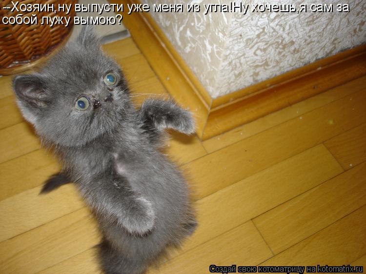 Котоматрица: --Хозяин,ну выпусти уже меня из угла!Ну хочешь,я сам за собой лужу вымою?