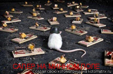 Котоматрица: САПЕР НА МИННОМ ПОЛЕ
