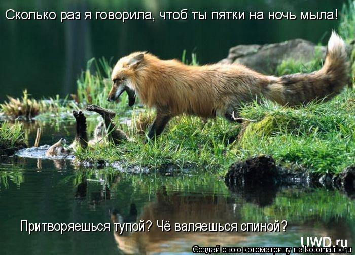 Котоматрица: Притворяешься тупой? Чё валяешься спиной? Сколько раз я говорила, чтоб ты пятки на ночь мыла!