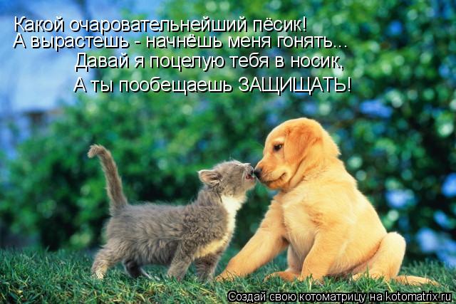 Какой очаровательнейший пёсик! А вырастешь - начнёшь меня гонять... А ты пообещаешь ЗАЩИЩАТЬ! Давай я... Котоматрица: Какой очаровательнейший пёсик! А вырастешь - начнёшь меня гонять... А ты пообещаешь ЗАЩИЩАТЬ! Давай я поцелую тебя в носик,