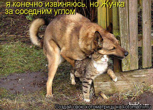 Котоматрица: я конечно извиняюсь, но Жучка  за соседним углом