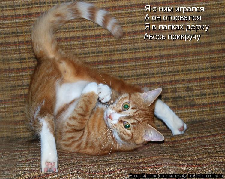 Котоматрица: Я с ним игрался А он оторвался Я в лапках держу Авось прикручу