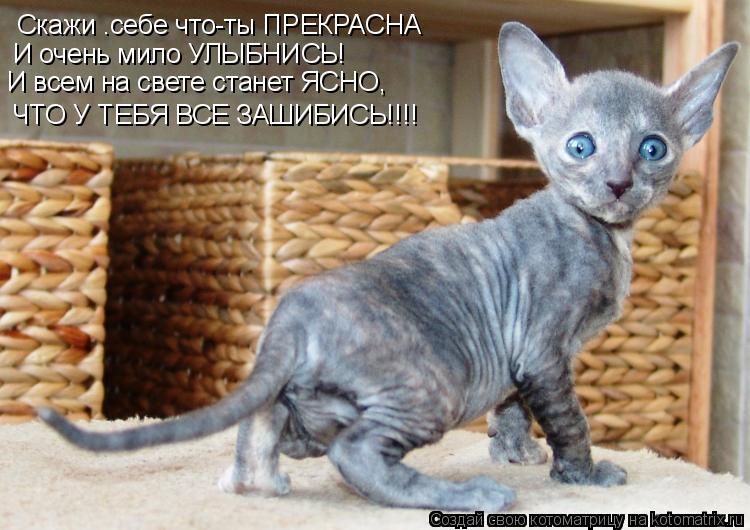 Котоматрица: Скажи .себе что-ты ПРЕКРАСНА И очень мило УЛЫБНИСЬ! И всем на свете станет ЯСНО,  ЧТО У ТЕБЯ ВСЕ ЗАШИБИСЬ!!!!
