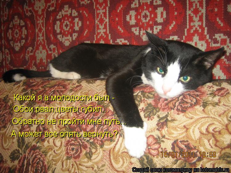 Котоматрица: Какой я в молодости был - Обои рвал,цветы губил... Обратно не пройти мне путь... А может всё опять вернуть?