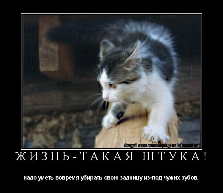 Котоматрица: жизнь-такая штука! надо уметь вовремя убирать свою задницу из-под чужих зубов.