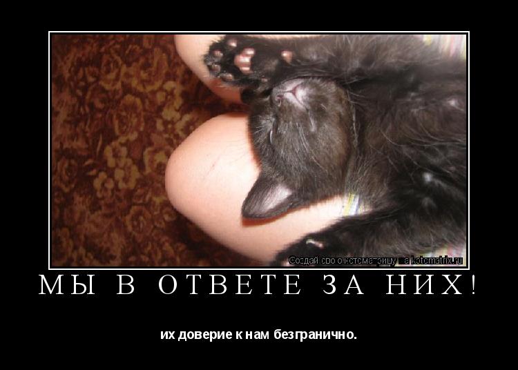 Котоматрица: мы в ответе за них! их доверие к нам безгранично.
