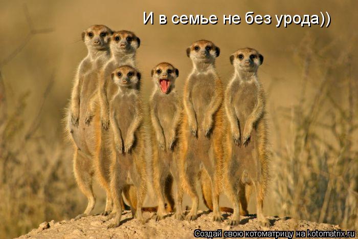 Котоматрица: И в семье не без урода))