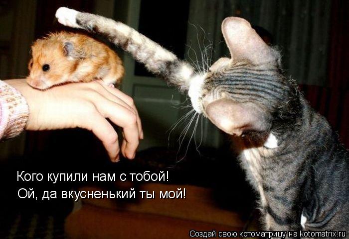 Котоматрица: Кого купили нам с тобой! Ой, да вкусненький ты мой!