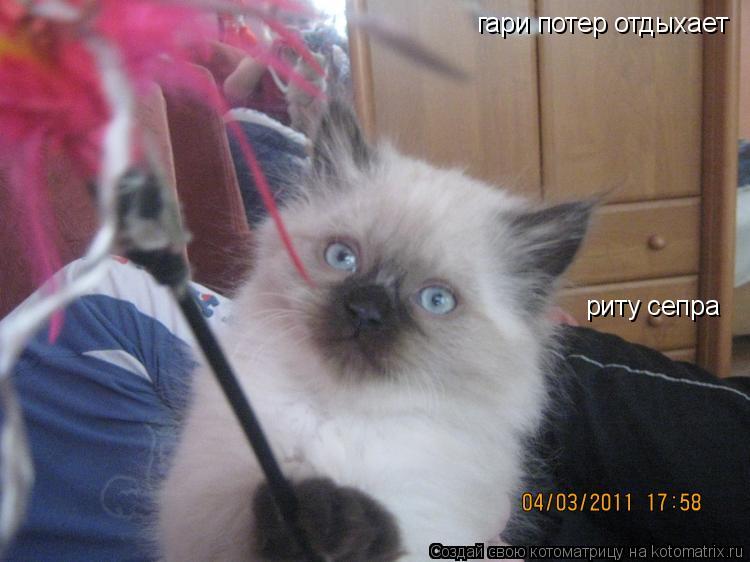 Котоматрица: гари потер отдыхает риту сепра