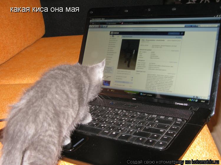 Котоматрица: какая киса она мая