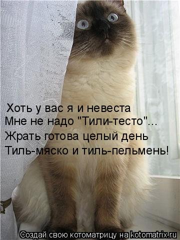 Котоматрица: Мне не надо "Тили-тесто"... Жрать готова целый день Тиль-мяско и тиль-пельмень! Хоть у вас я и невеста