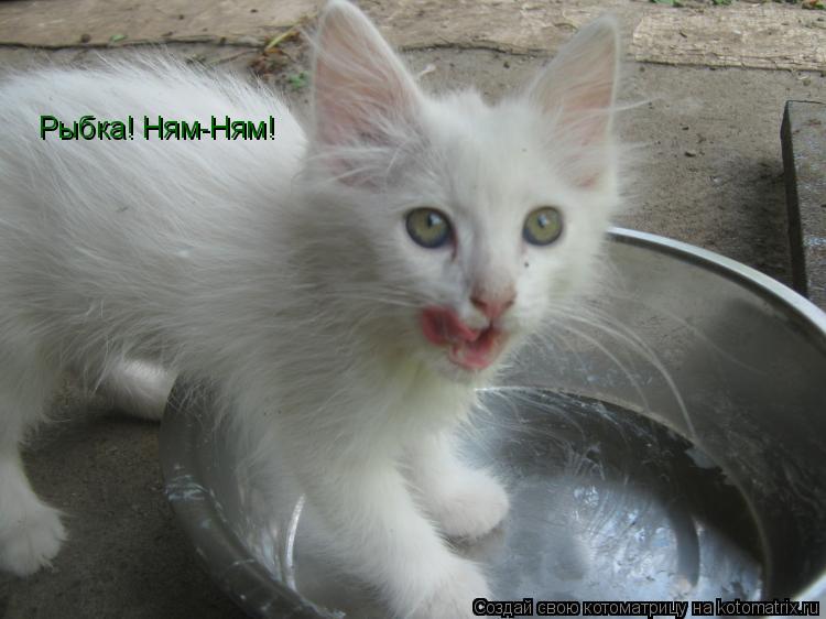Котоматрица: Рыбка! Ням-Ням!