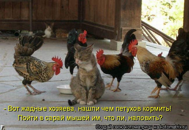 Котоматрица: - Вот жадные хозяева, нашли чем петухов кормить! Пойти в сарай мышей им, что ли, наловить?