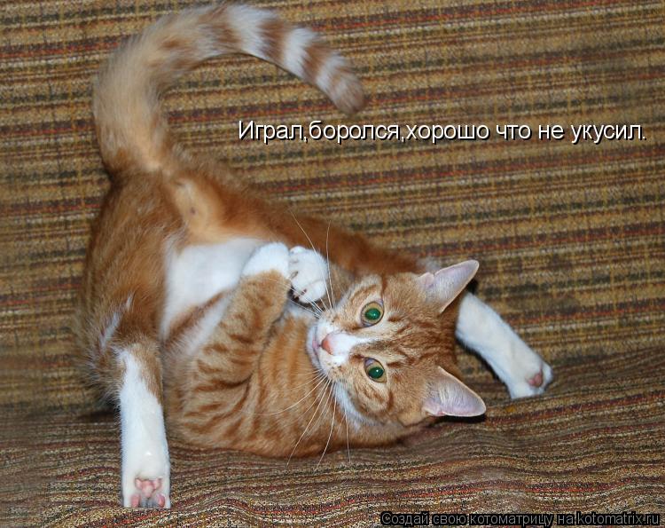 Котоматрица: Играл,боролся,хорошо что не укусил.