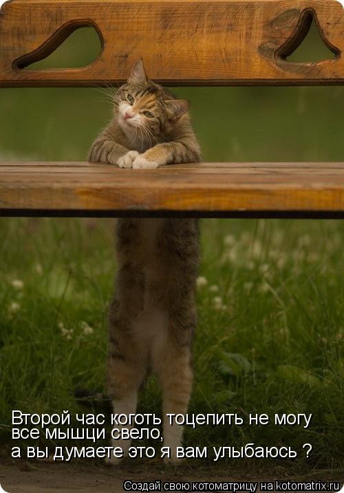 Котоматрица: Второй час коготь тоцепить не могу все мышци свело, а вы думаете это я вам улыбаюсь ?