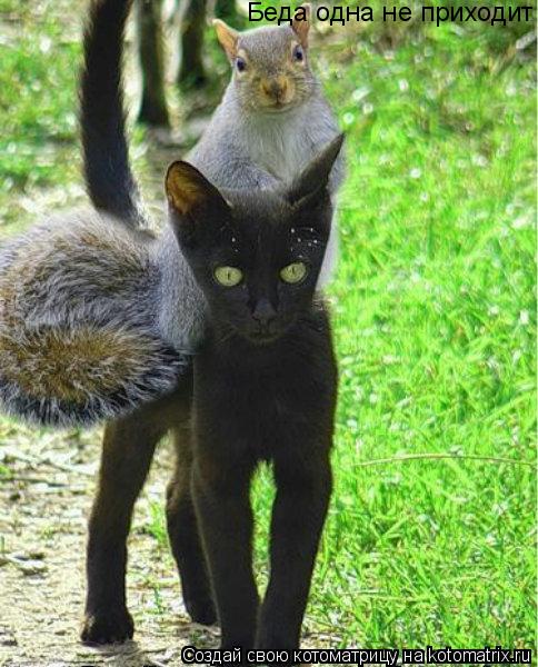 Котоматрица: Беда одна не приходит