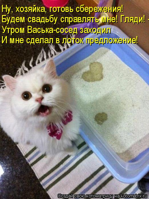 Ну, хозяйка, готовь сбережения! Будем свадьбу справлять мне! Гляди! - Утром Васька-сосед заходил И мн... Котоматрица: Ну, хозяйка, готовь сбережения! Будем свадьбу справлять мне! Гляди! - Утром Васька-сосед заходил И мне сделал в лоток предложение!
