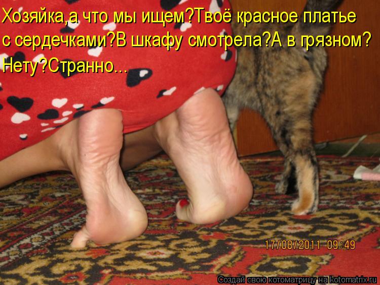 Котоматрица: Хозяйка,а что мы ищем?Твоё красное платье с сердечками?В шкафу смотрела?А в грязном? Нету?Странно...